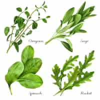 Vettore gratuito set di erbe e spezie realistiche rucola di spinaci salvia origano di piante fresche