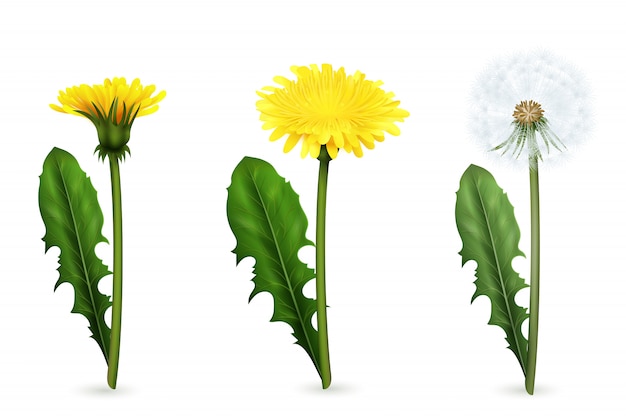 分離された開花のさまざまな段階で葉を持つ黄色と白のタンポポの花の現実的な画像のセット