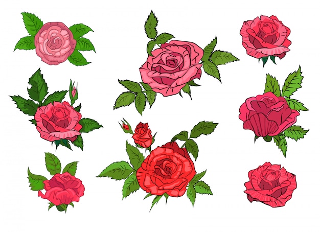 Set of red roses on isolated background