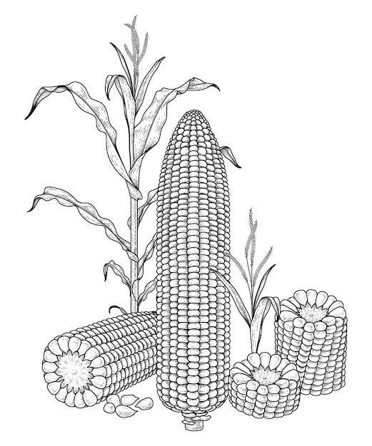 Free vector set of ripe corn hand drawn illustration