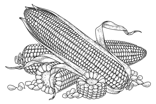 Free vector set of ripe corn hand drawn illustration