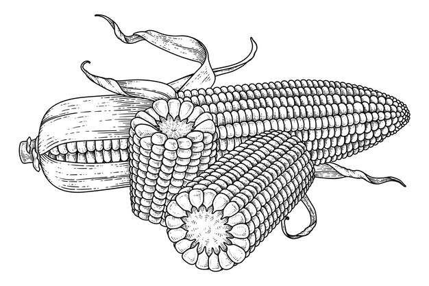 熟したトウモロコシの手描きイラストのセット