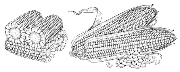 Set di illustrazione disegnata a mano di mais maturo