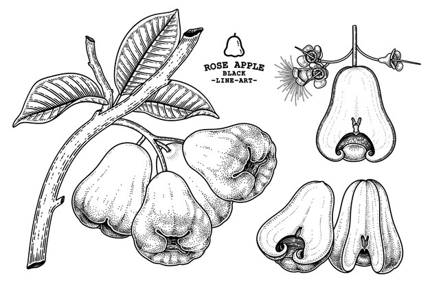 Set of Rose apple fruit hand drawn elements botanical illustration