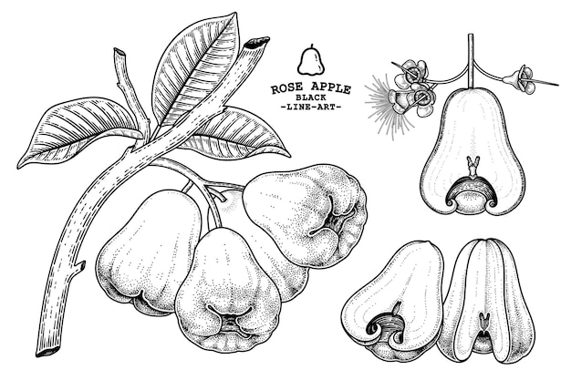 Set of Rose apple fruit hand drawn elements botanical illustration