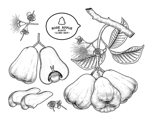 Set of Rose apple fruit hand drawn elements botanical illustration