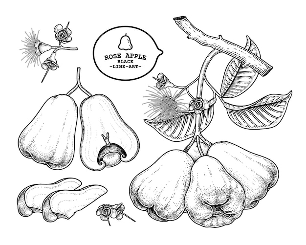 ローズアップルフルーツ手描き要素植物画のセット