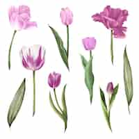 Free vector set of separate parts and bring together to beautiful bouquet of flowers in water colors style on white background flat vector illustration