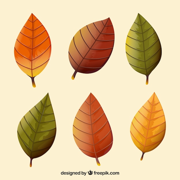 Set of six autumnal dry leaves