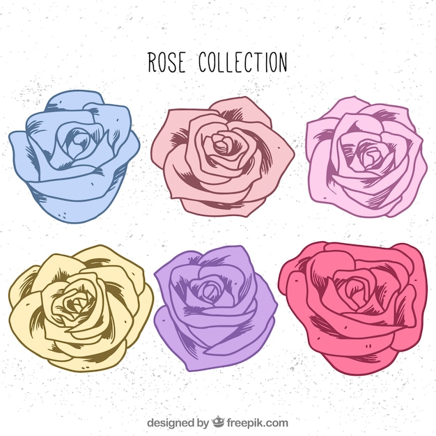 Set of six hand-drawn roses with different colors