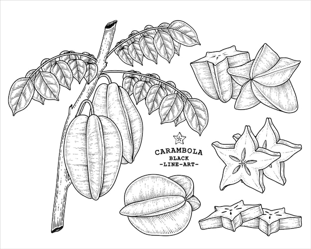 스타 과일 또는 Carambola 과일 손으로 그린 요소 식물 그림의 집합