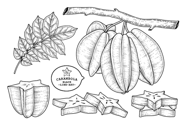 스타 과일 또는 Carambola 과일 손으로 그린 요소 식물 그림의 집합