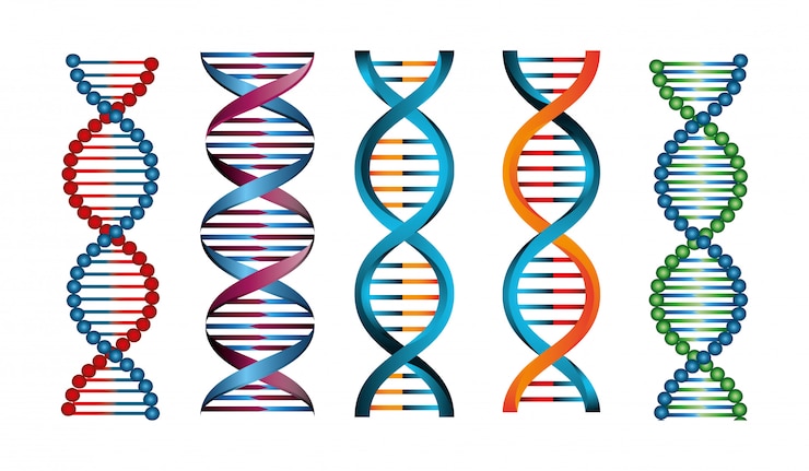 Free Vector set of structures deoxyribonucleic acid