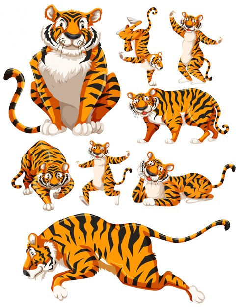 Set of tiger character