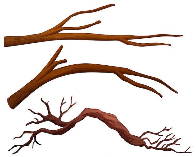 A set of tree branch
