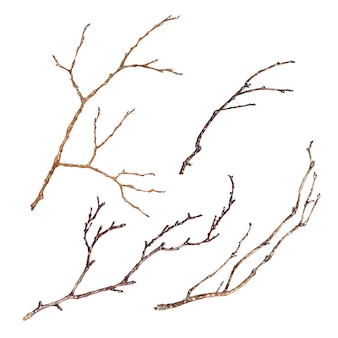 Download Tree Branch Images Free Vectors Stock Photos Psd