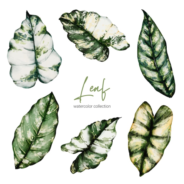 Free vector set of tropical elegant monstera and caladium in watercolors style