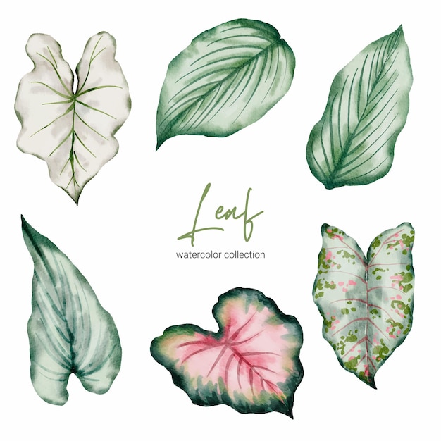 Set of Tropical elegant monstera and caladium in watercolors style