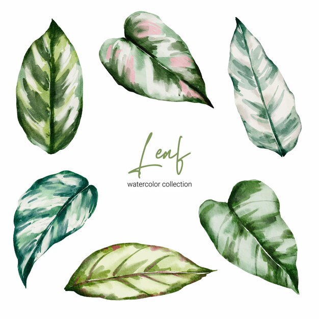 Set of Tropical elegant monstera and caladium in watercolors style