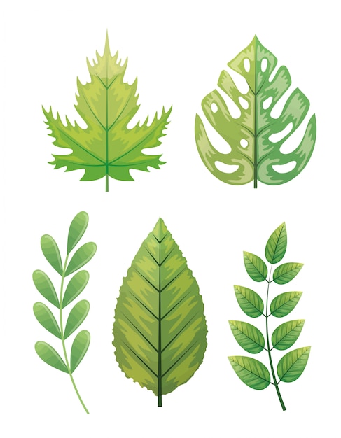 set of tropical leaves 