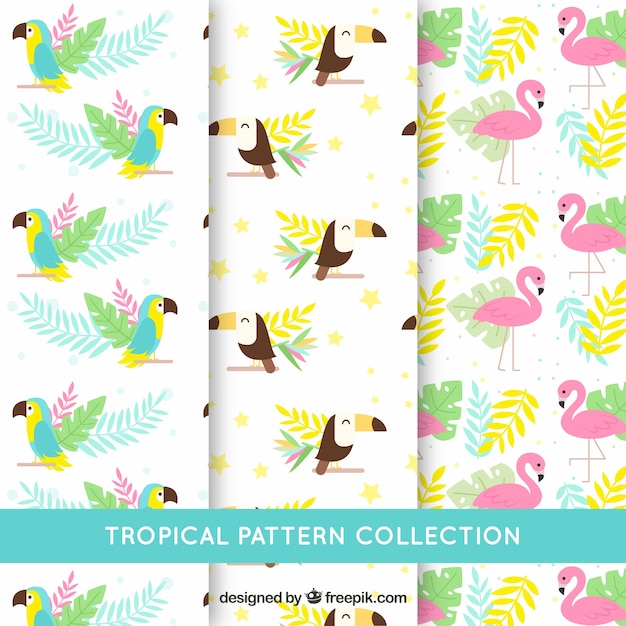 Set of tropical patterns with different birds in flat style