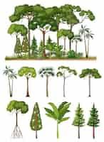 Free vector set of tropical trees isolated
