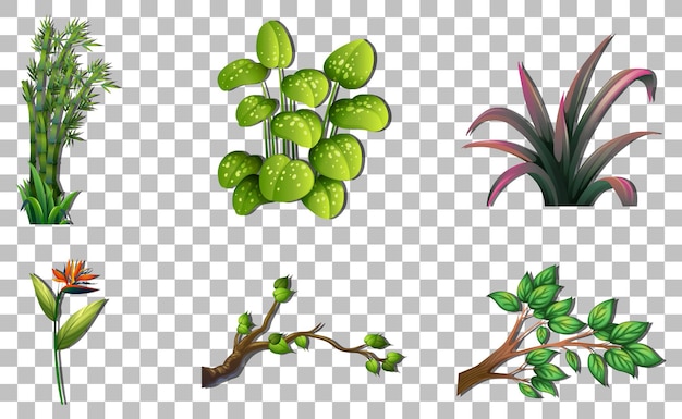 Set of variety plants on transparent background