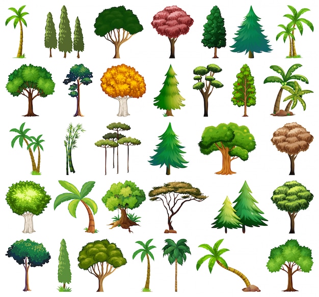 Set di varietà di piante e alberi
