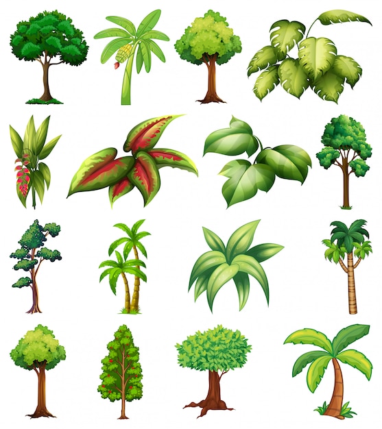 Набор различных растений и деревьев