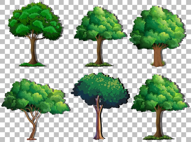 Set di alberi di varietà su sfondo trasparente