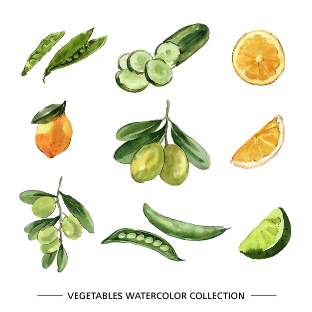 Set of various isolated vegetable watercolor