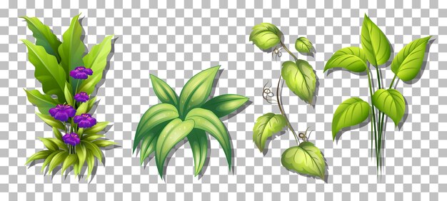 Set of various plants on transparent background