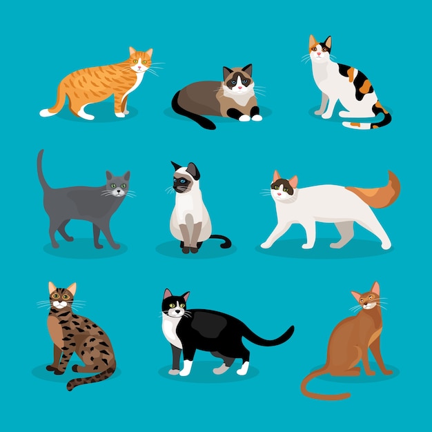 Set of vector cats depicting different breeds and fur color standing  sitting and walking