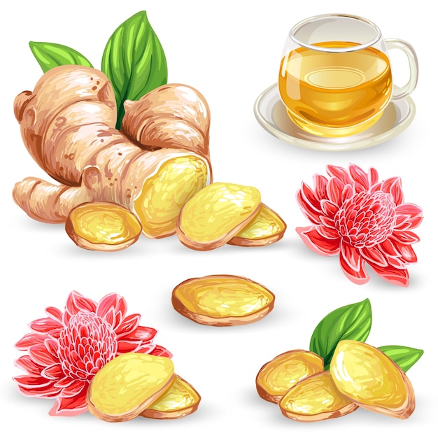 Free vector set vector illustration of a fresh ginger root, sliced, flower and ginger tea.