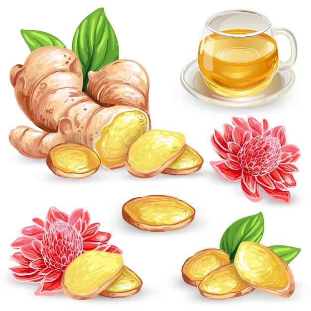 Set vector illustration of a fresh ginger root, sliced, flower and ginger tea.