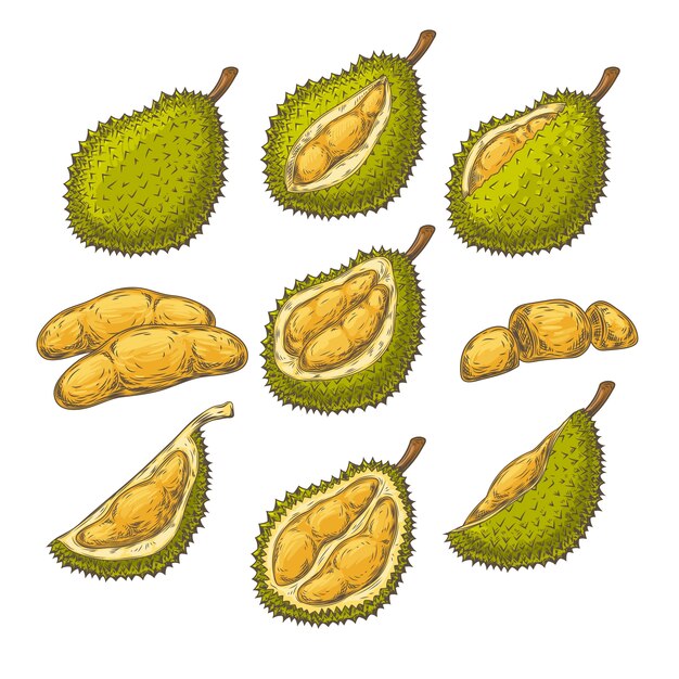 Set of vector illustrations, icons of a durian fruit