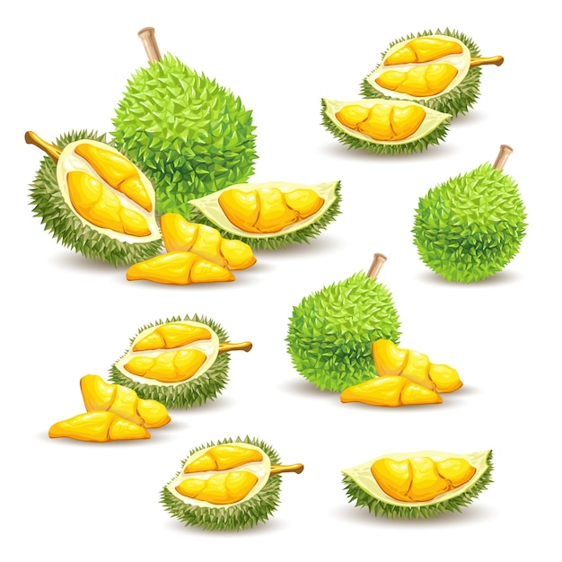 Set di illustrazioni vettoriali, icone di un frutto durian