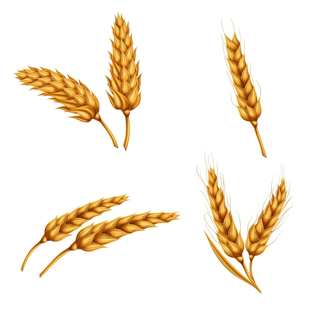 小麦spikelets、穀物、小麦のシーブのベクトル図のセットは、白い背景に隔離されています。