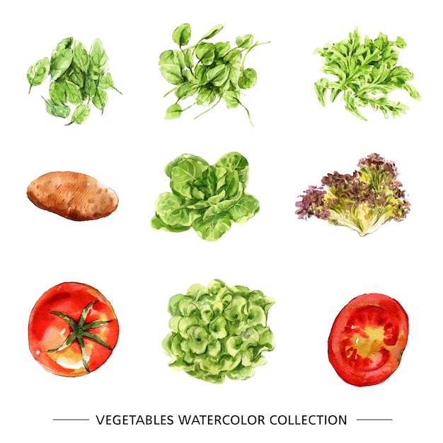 Set of vegetable collection isolated watercolor