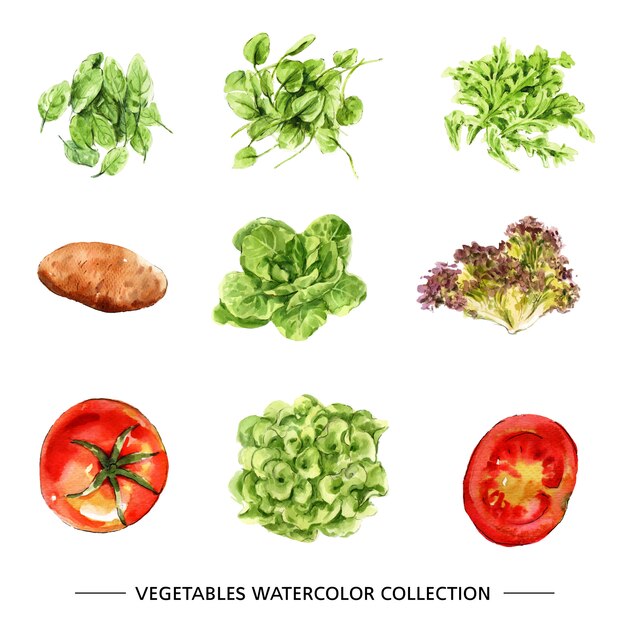 Set of vegetable collection isolated watercolor