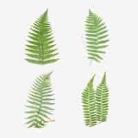 Free vector set of vintage fern leaves vector