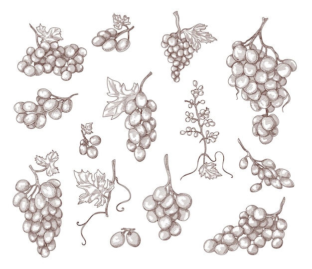 Free vector set of vintage hand drawn grape branches illustration