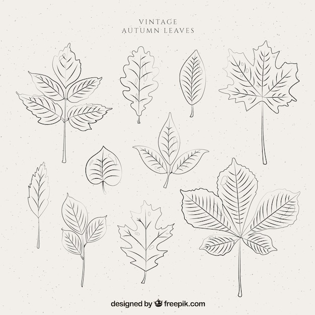 Free vector set of vintage leaves