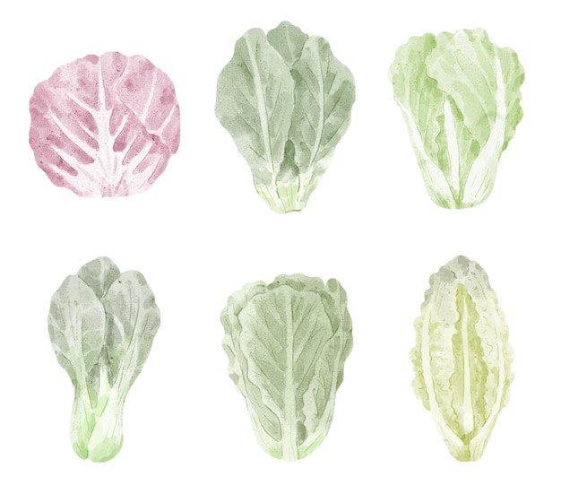 Free vector set of watercolor cabbages