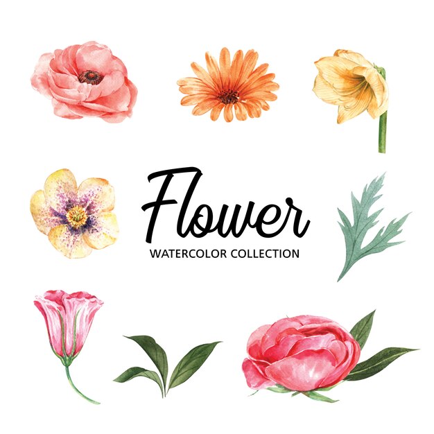 Set of watercolor colorful flower and foliage, illustration of elements isolated