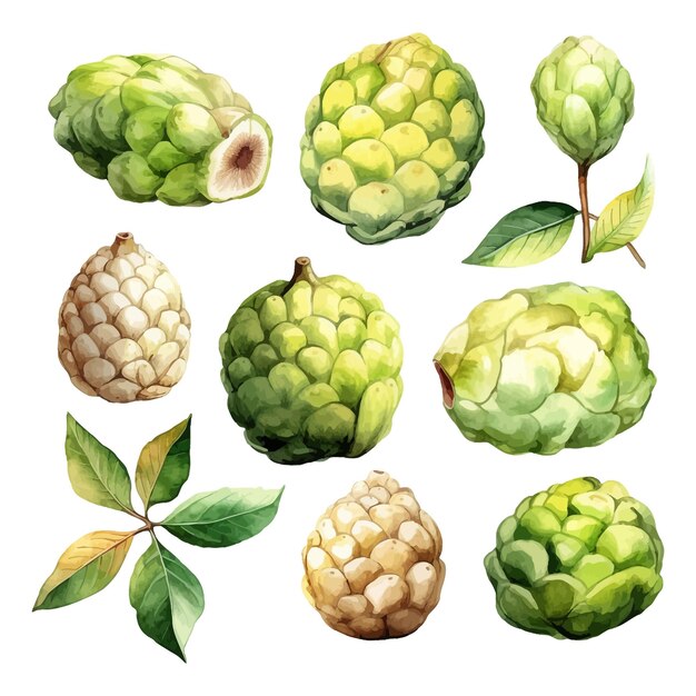 set of watercolor Custard Apple clipart white background