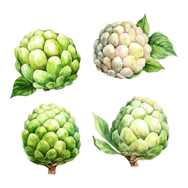 set of watercolor Custard Apple clipart white background