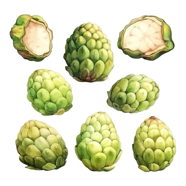 set of watercolor Custard Apple clipart white background