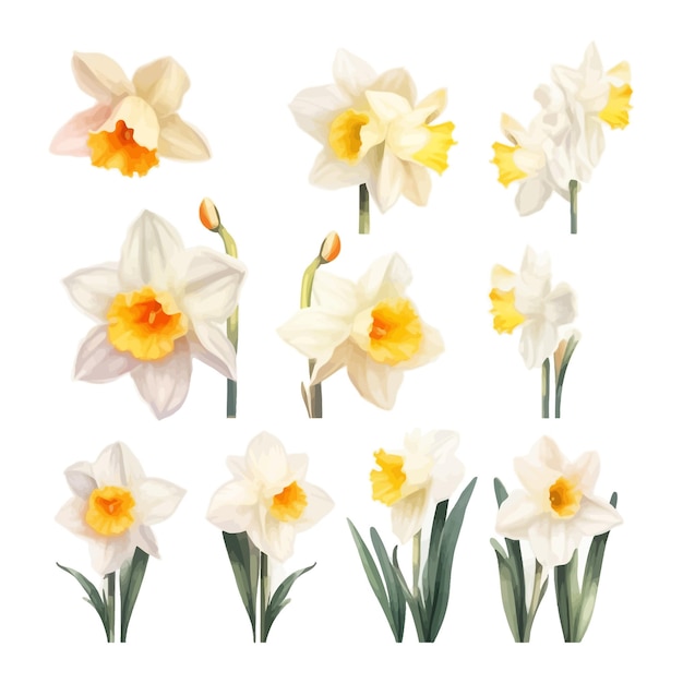Vettore gratuito set di acquerelli daffodil fiori clipart sfondo bianco