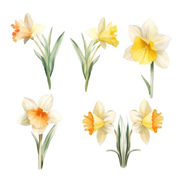 Set of watercolor Daffodil flowers clipart white background